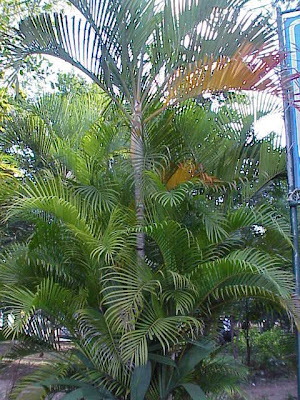 Dracaena americana