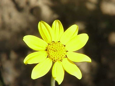 Common woolly-sunflower Common woolly-sunflower