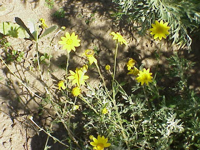 Common woolly-sunflower Common woolly-sunflower