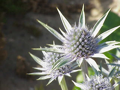 Calcatreppola tricuspidata Calcatreppola tricuspidata