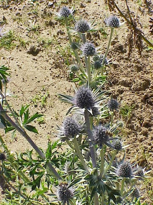 Calcatreppola tricuspidata Calcatreppola tricuspidata