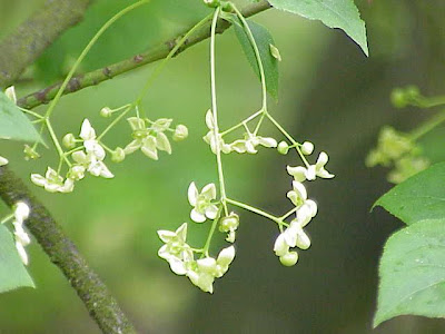 European spindletree European spindletree