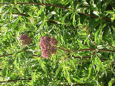 Hemp-agrimony Hemp-agrimony