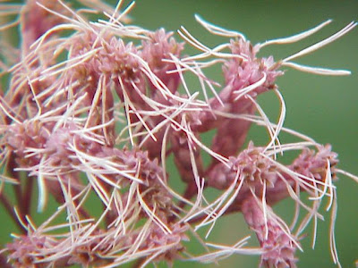 Joe-pye-weed