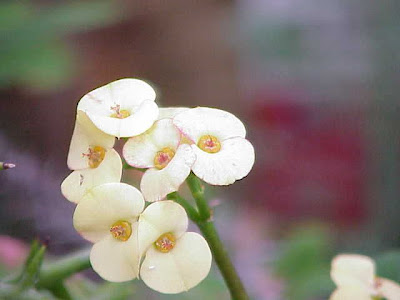 Crown of Thorns Crown of Thorns