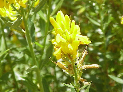Dyer's broom Dyer's broom