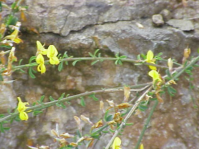 Ginestra tubercolosa Ginestra tubercolosa