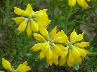 Spanish broom