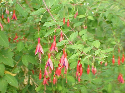 Brinco-de-princesa Brinco-de-princesa