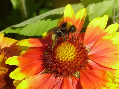 Gaillardia aristata,
blanket-flower,
common gaillardia,
gaillardia,
great blanket-flower