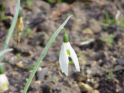 Giant snowdrop