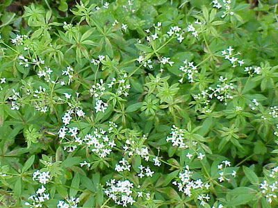 Woodruff Woodruff