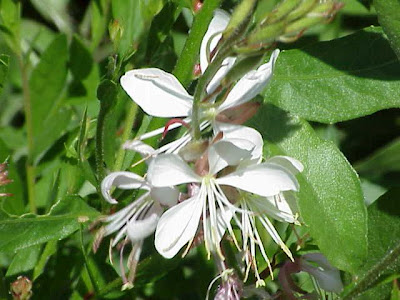 Gaura,
beeblossom,
gaura,
gaura sp.