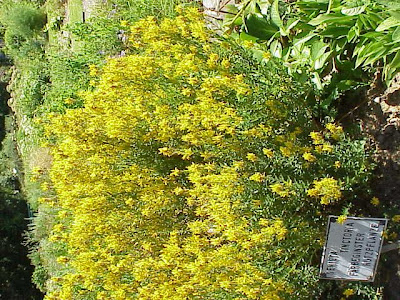 Dyer's broom Dyer's broom