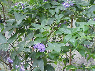 Coral-pea Coral-pea
