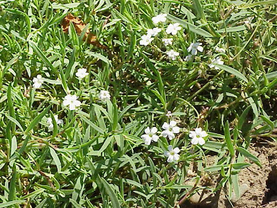 Creeping baby's-breath Creeping baby's-breath