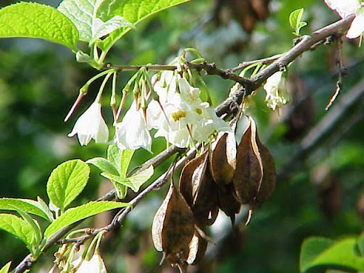 silverbell tree