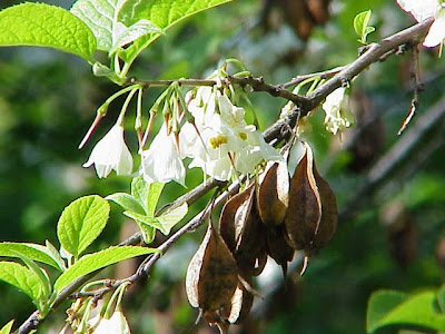 Halesia carolina,
Carolina silverbell,
Florida silverbell,
little silverbell,
mountain silverbell,
silverbell,
silverbell-tree,
snowdroptree