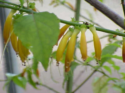 African Honeysuckle African Honeysuckle