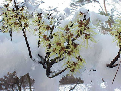 Chinese witch-hazel Chinese witch-hazel