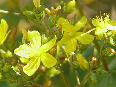 Erba di S.Giovanni tomentosa Erba di S.Giovanni tomentosa