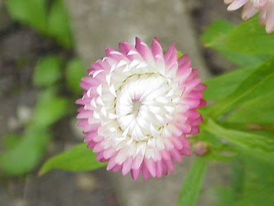Bracted strawflower Bracted strawflower