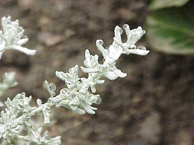 Licorice-plant Licorice-plant