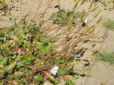 Alpine alumroot Alpine alumroot