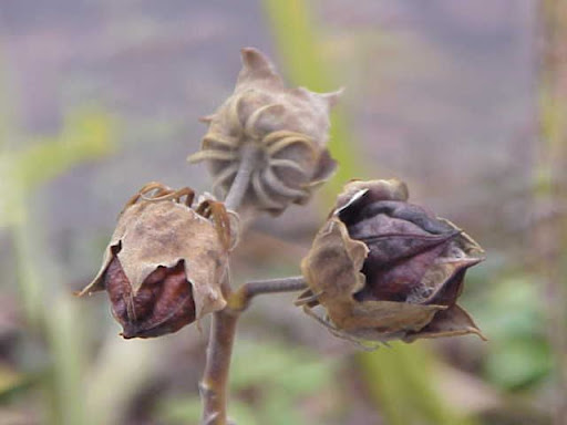 Water Mallow