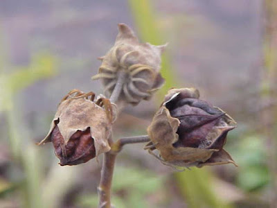 Common rose-mallow Common rose-mallow