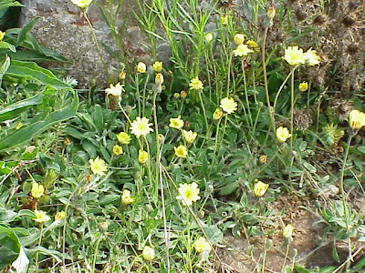 Mouse-ear hawkweed Mouse-ear hawkweed