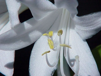 Fragrant plantain lily
