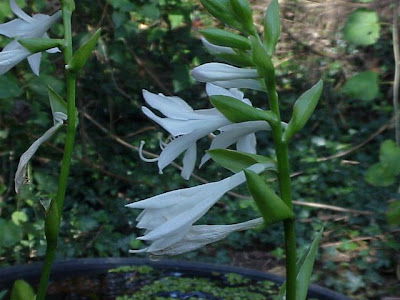 Fragrant plantain lily