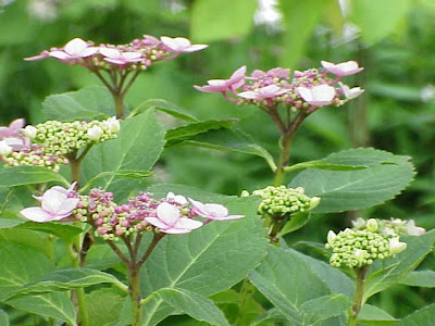 Hortênsia Hortênsia