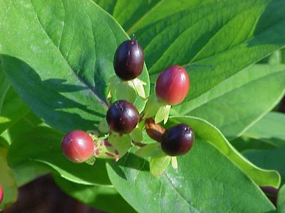 Hipéricum Hipéricum