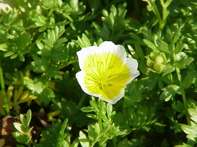 Douglas' meadowfoam Douglas' meadowfoam
