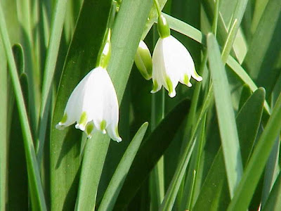 Leucojum aestivum L.