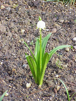 Leucojum vernum L.