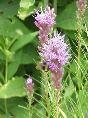 Dense blazing star