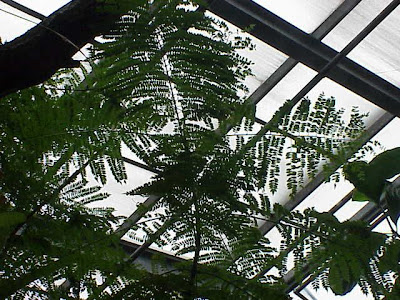 Jacaranda acutifolia
