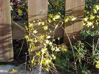 Jasminum nudiflorum,
jasmim-amarelo,
winter jasmine