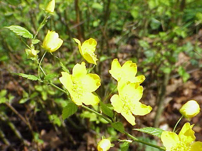 Kerria japonica,
di tang hua,
Japan globeflower,
Japanese kerria,
Japanese rose,
Japanese-rose,
Jew's-mallow,
Kerria,
qu&eacute;rria,
rosa-do-Jap&atilde;o