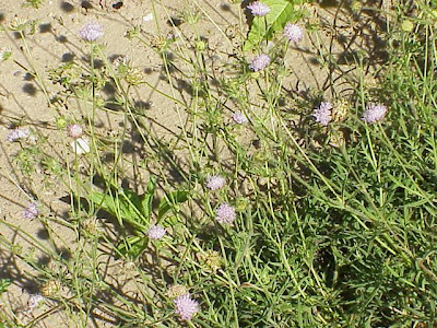 Knautia arvensis,
Acker - Witwenblume,
Ambretta comune,
bluebuttons,
erva-dos-prados,
escabiosa,
field scabiosa,
field-scabious,
gypsy's-rose,
knautie des champs,
scabieuse des champs,
Scabiosa