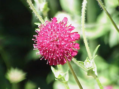 Knautia macedonica
