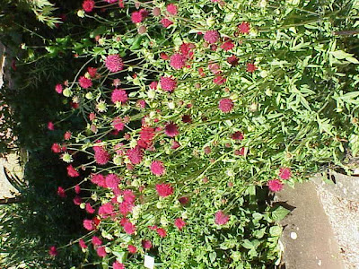 Knautia macedonica