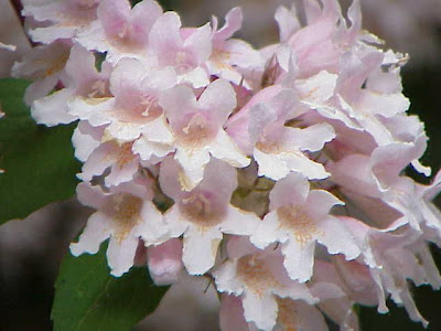 Buisson de beauté Buisson de beauté