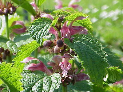 Lamium orvala L.