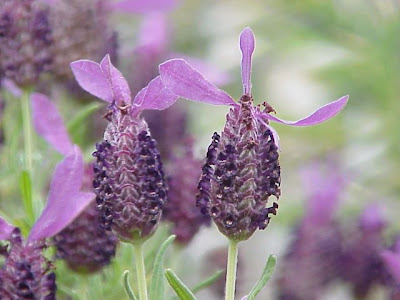 Lavandula stoechas L.