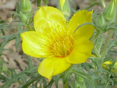 Lindley's blazingstar Lindley's blazingstar