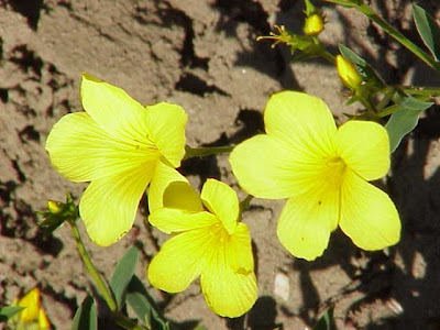 Lino giallo Lino giallo